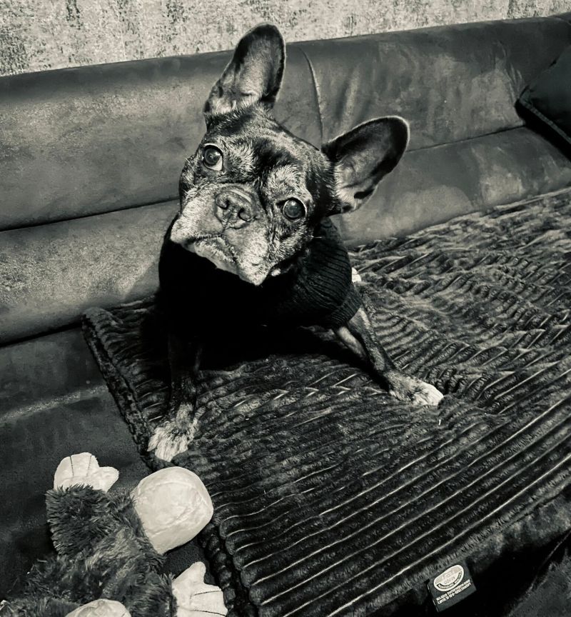 Harley